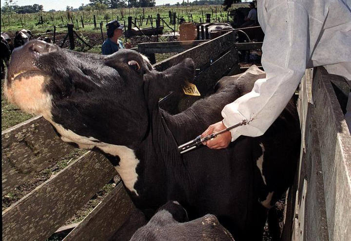 Mato Grosso deve suspender vacinação contra febre aftosa em quatro anos