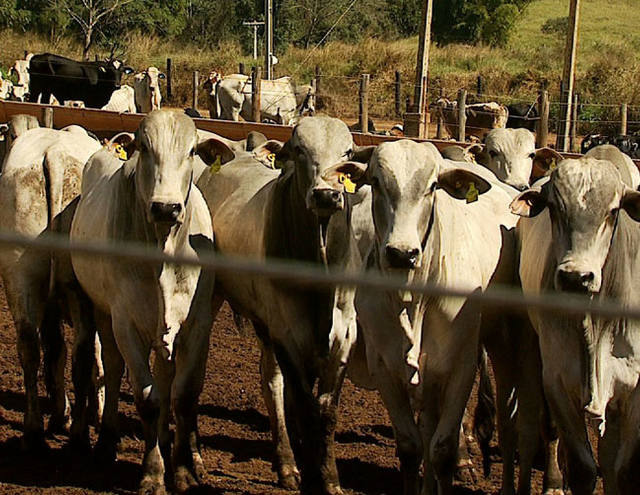 Oferta é responsável pela alta no preço da arroba
