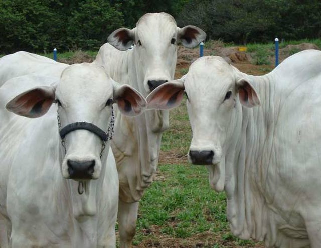 Preço do boi gordo é destaque entre as notícias de pecuária mais vistas