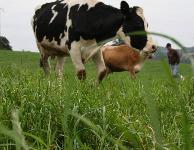 Irrigação muda a produção de leite no noroeste do Rio Grande do Sul