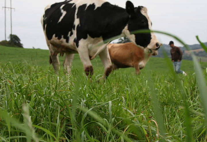 Irrigação muda a produção de leite no noroeste do Rio Grande do Sul