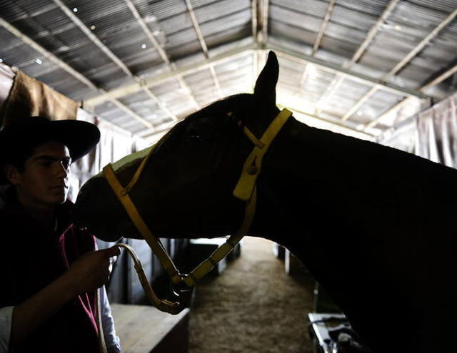 Cavalo crioulo terá Marcha da Integração em maio