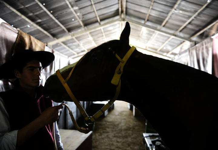 Cavalo crioulo terá Marcha da Integração em maio