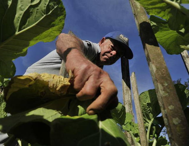 Agricultura, pecuária e construção lideram rotatividade no trabalho