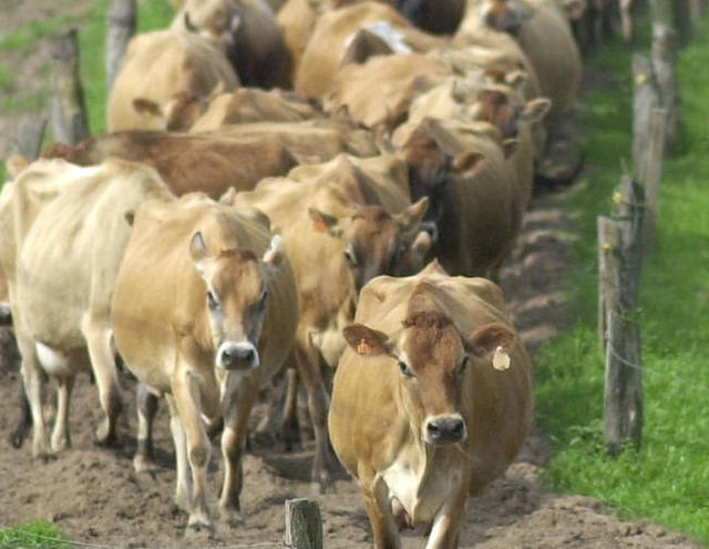 Rústico e adaptado ao clima do RS, gado jersey oferece leite de alta qualidade