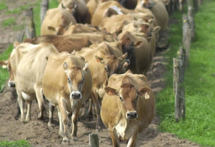 Rústico e adaptado ao clima do RS, gado jersey oferece leite de alta qualidade