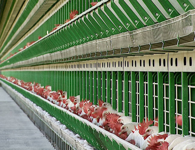 Fonte: Canal Rural/reprodução