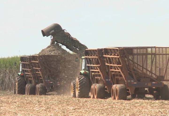 Preços da cana no Nordeste não cobrirão custos de produção