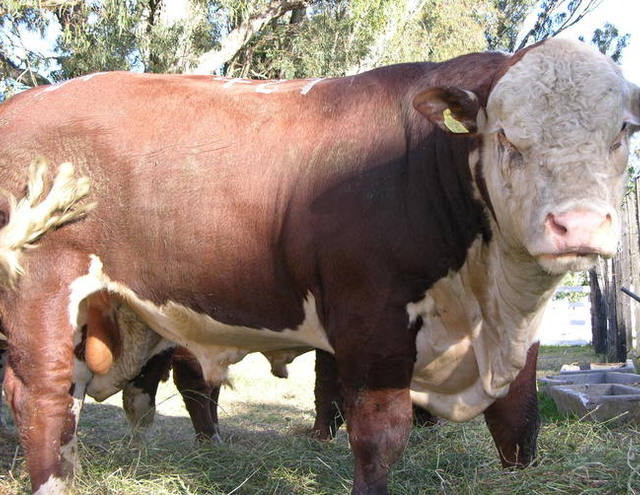Equilíbrio e qualidade da carne destacam animais da raça hereford