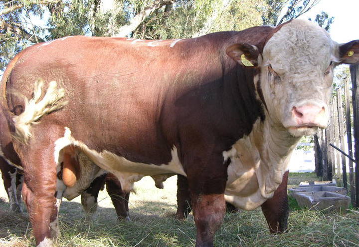 Equilíbrio e qualidade da carne destacam animais da raça hereford