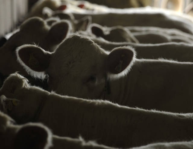 Com oferta enxuta, frigoríficos evitam compras