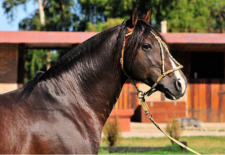 Mapa aprova requisitos fitossanitários para cavalos durante eventos olímpicos