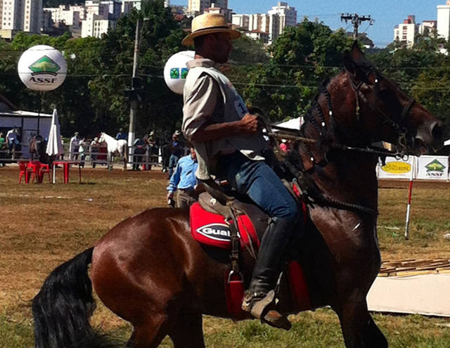 Cavalo de sela mangalarga marchador é conhecido pelo conforto que proporciona aos cavaleiros e amazonas