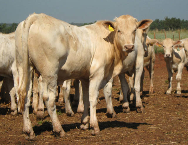 Canchim é união da rusticidade do zebu com rendimento de carne do gado europeu