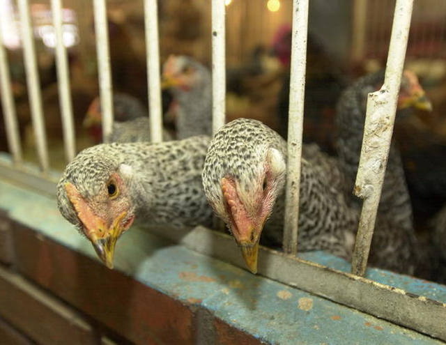 OIE reconhece Lanagro de SP como referência de gripe aviária