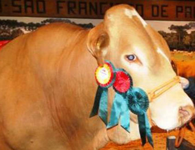 Simbrasil reúne produtividade leiteira e carne de qualidade