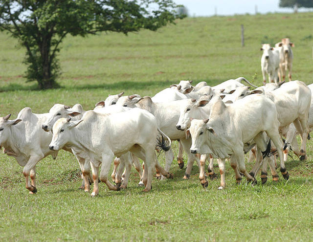 Brasil está habilitado a exportar embriões bovinos para Costa Rica