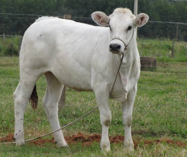 Adaptabilidade do gado da raça marchigiana é apreciada por pecuaristas brasileiros