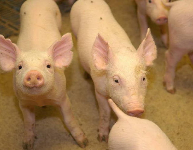 Polícia fecha abatedouro clandestino na zona norte de São Paulo