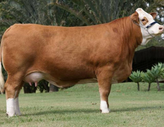 De origem europeia, raça simental se destaca no calor do triângulo mineiro
