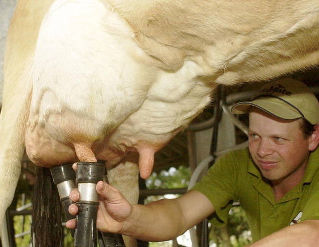 Menor demanda por leite gera baixa remuneração a produtores de Mato Grosso