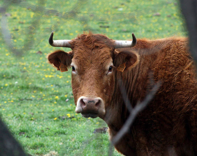 Casos de raiva animal preocupam criadores em São Paulo