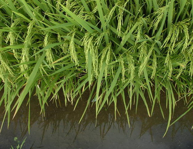 Exportações caem, mas arroz tem crescimento no Rio Grande do Sul