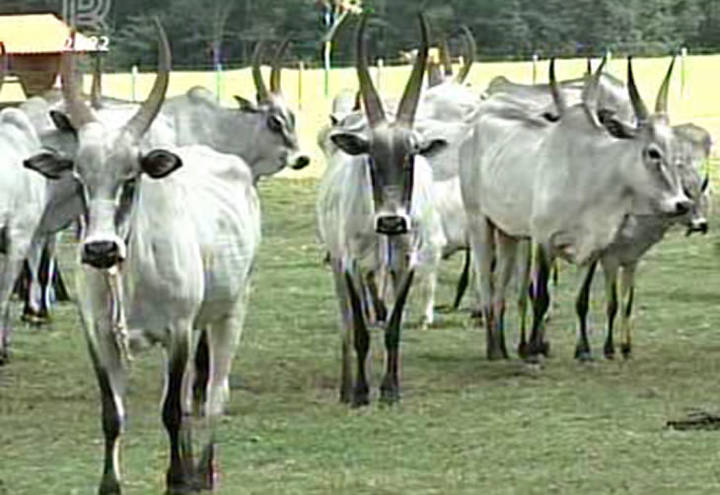 Saiba como é a raça cangaian, o zebu desconhecido