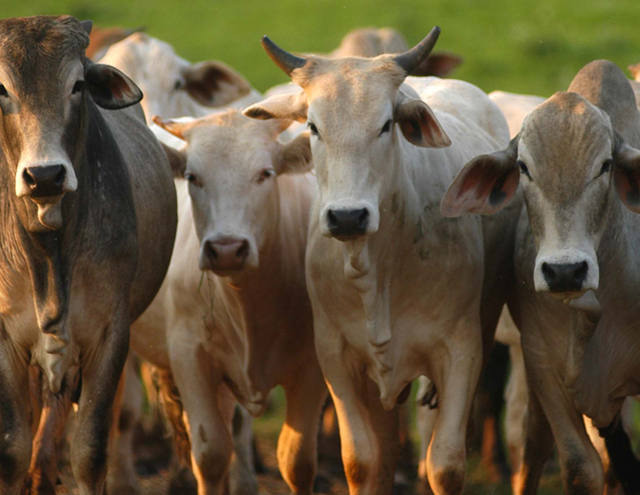 Preço do sebo bovino sobe 30% no Brasil central