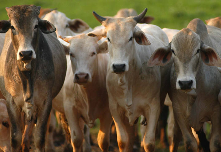 Preço do sebo bovino sobe 30% no Brasil central