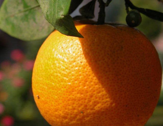 Preço das frutas cítricas tem forte alta em março