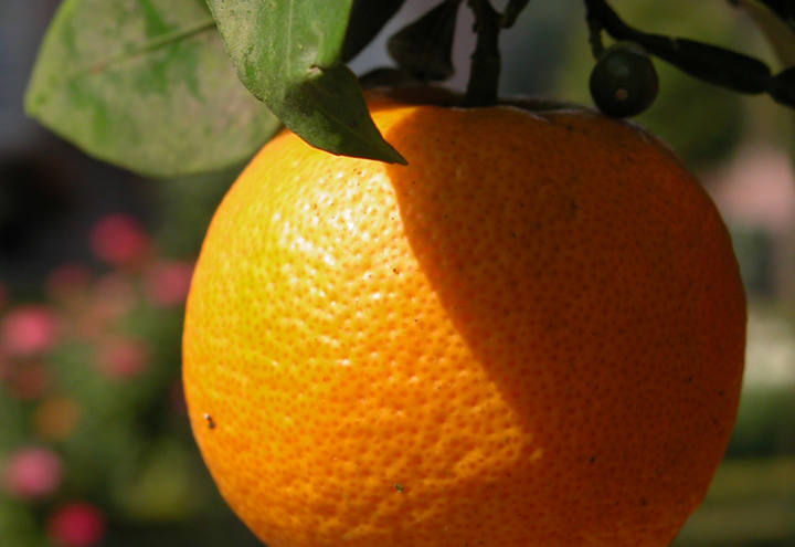 Preço das frutas cítricas tem forte alta em março