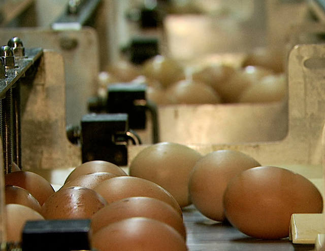 Exportação de ovos em 2015 cresce 53,5%, para 18,7 mil toneladas