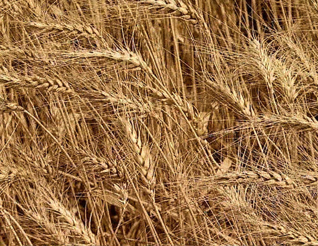Preço pago ao produtor de trigo subiu 13% em setembro