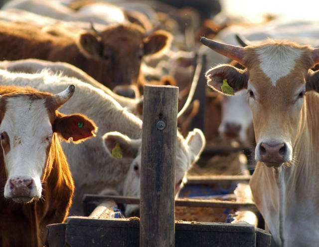 Porto de São Sebastião (SP) deve embarcar 22 mil cabeças de gado vivo