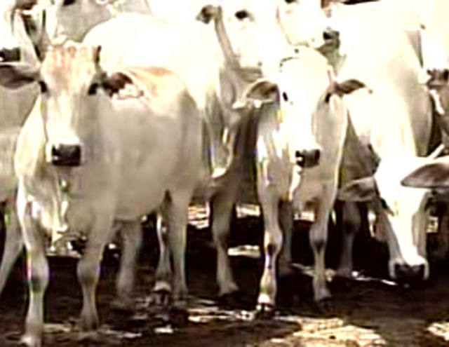 Mesmo pouco difundida, Brasil tem maior rebanho comercial do mundo do gado da raça puganôr