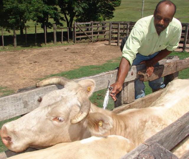 Pecuaristas gaúchos com até 30 cabeças de gado têm vacina contra aftosa de graça