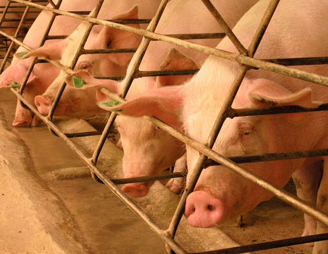 RS: setor de proteína animal cresce só 2% em 2016