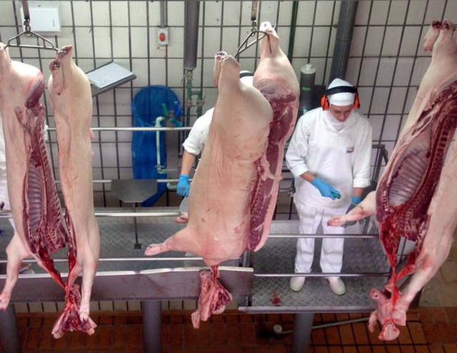Abate de suínos sobe no terceiro trimestre e bate recorde
