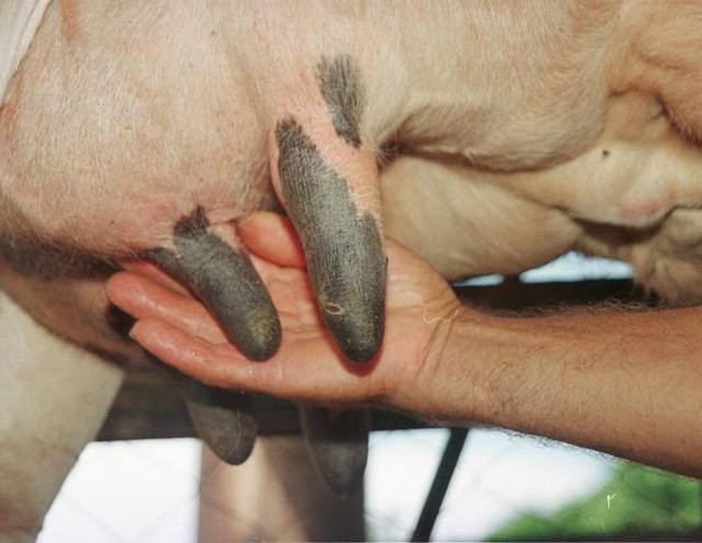 Senar/MS abre curso de bovinocultura à distância