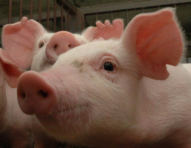 ABCS cria fundo nacional para potencializar trabalho pela suinocultura