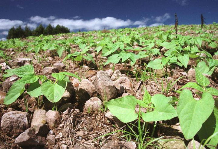 Agricultores do Distrito Federal enfrentam problemas com o baixo preço do feijão