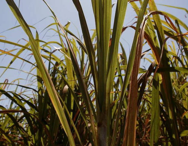 USDA eleva estimativa de processamento de cana no Brasil