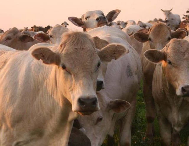 MT: Produtividade do gado cresceu 69% em 10 anos