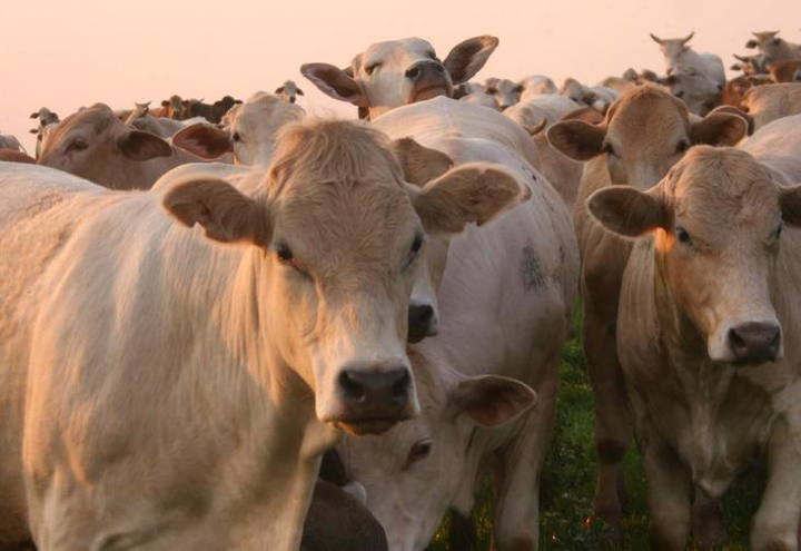 MT: Produtividade do gado cresceu 69% em 10 anos