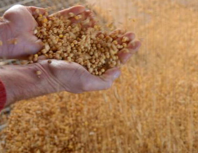 USDA reduz área para soja e aumenta para milho em relatório