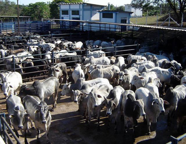 Carne: arroba sobe e aperta margem de frigoríficos