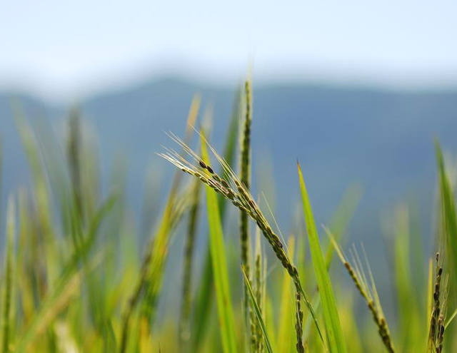 Lavouras de arroz no Rio Grande do Sul apresentam variações de produtividade na colheita
