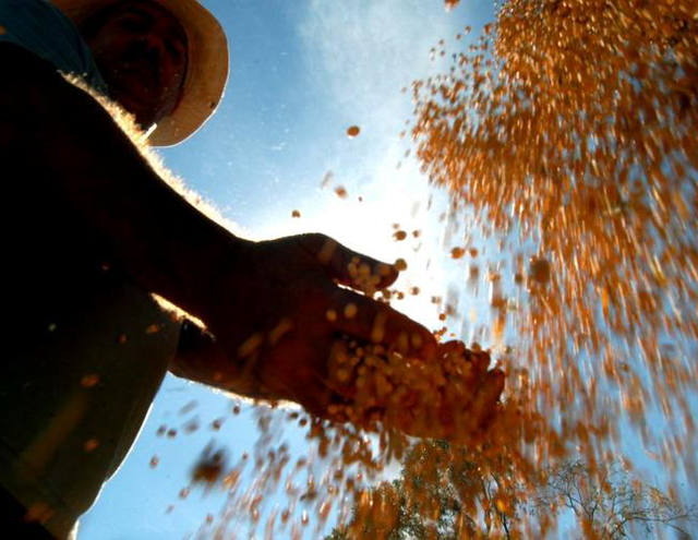 Colheita de soja atinge 20% da área plantada no RS