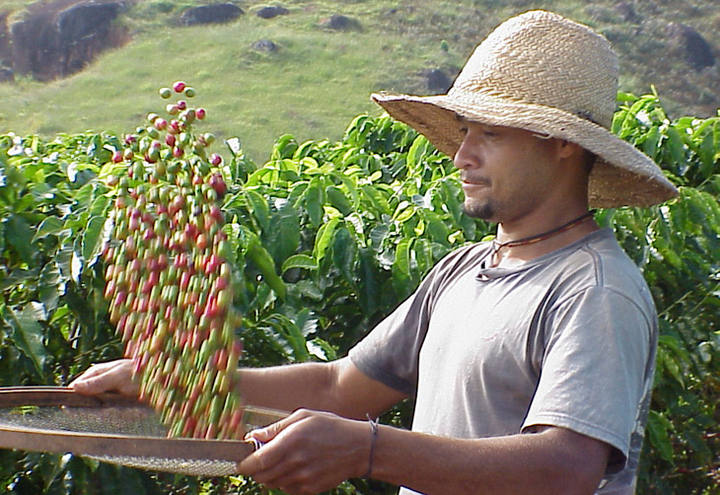 Produção de café recua 7,7% em 2014